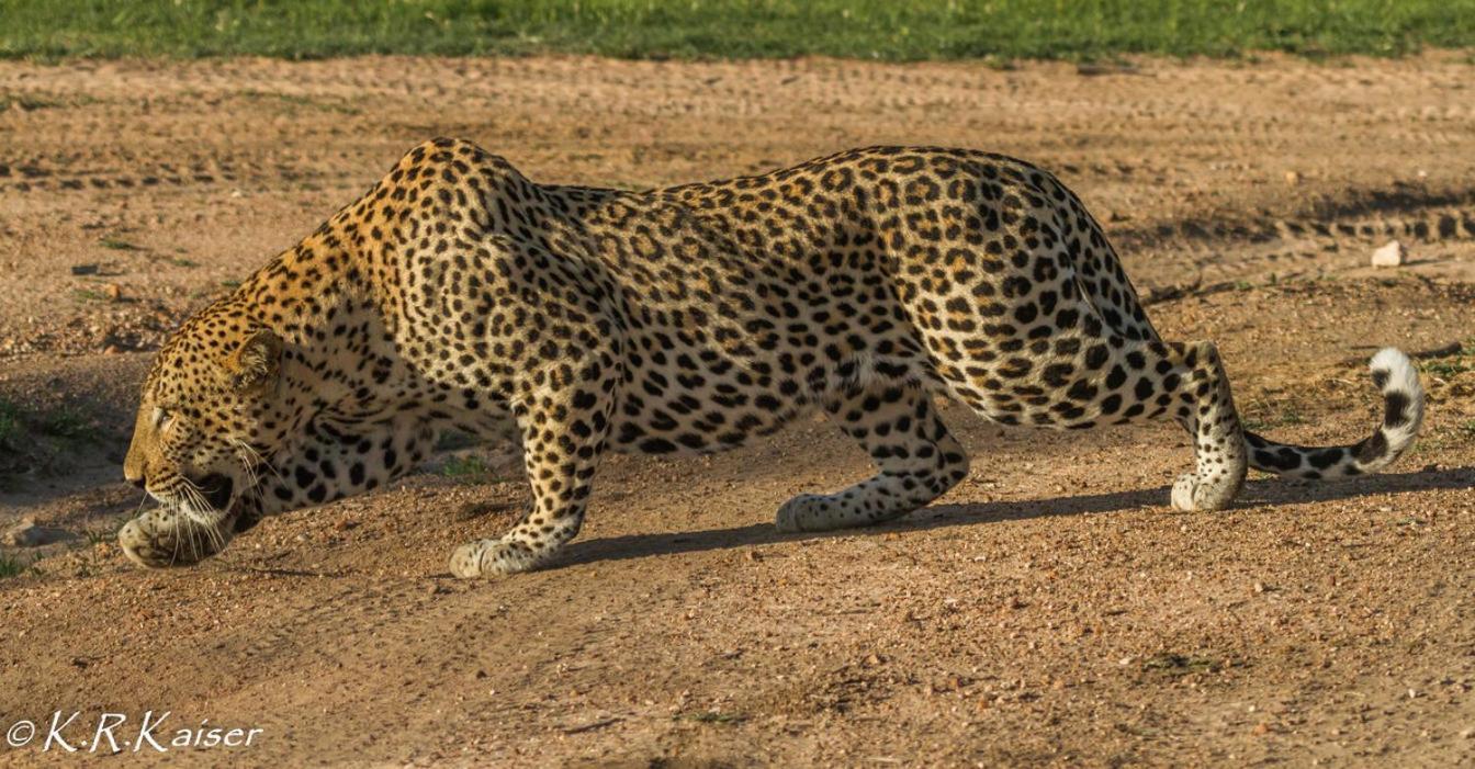 Monwana Villa Thornybush Game Reserve Exterior photo